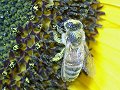 Bee on Sunflower covered in Pollen