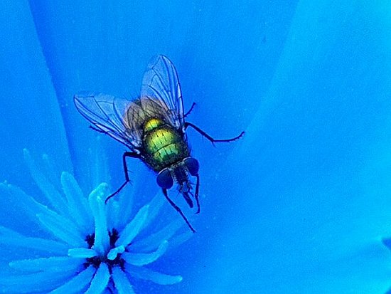 The Fly!