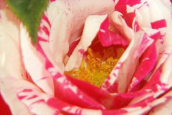 Inside a Peppermint Rose