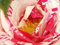 Inside a Peppermint Rose