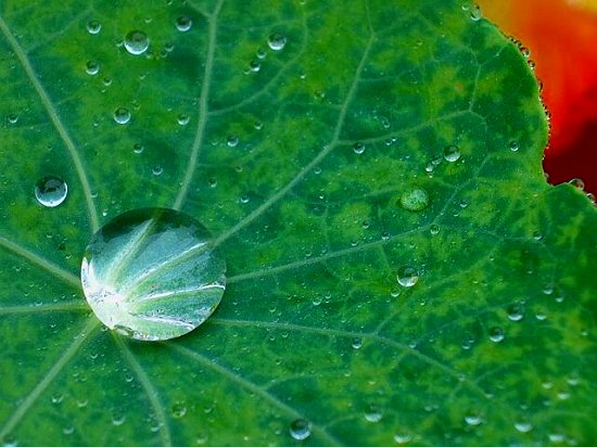 Water Droplet on Green Leaf