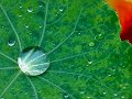 Water Droplet on Green Leaf