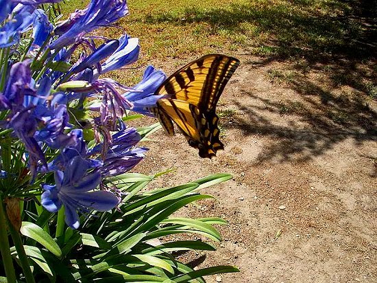 Monarch Butterfly