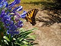 Monarch Butterfly