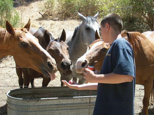 One Apple Three Horses
