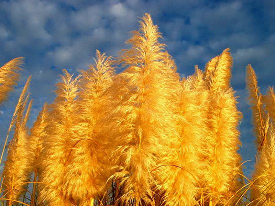 Golden Wind