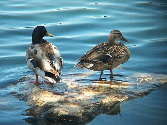  Ducks at River Park, Lompoc, CA