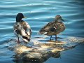 Ducks at River Park, Lompoc, CA