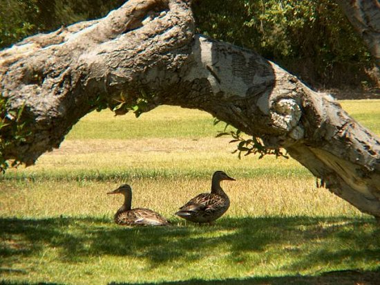 Ducks at River Park, Lompoc CA