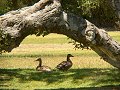 Ducks at River Park, Lompoc CA