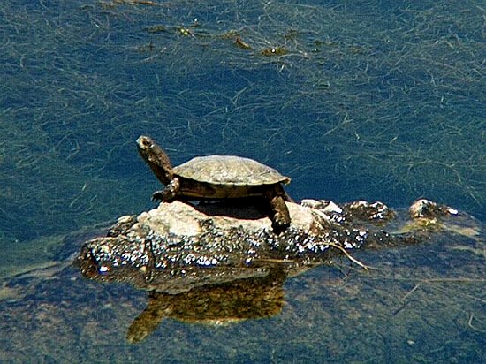 Turtle basking in the sun at River Park, Lompoc CA