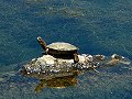 Turtle basking in the sun at River Park, Lompoc CA