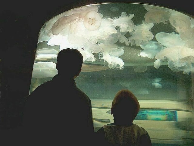 Jellyfish, Seaside Aquarium