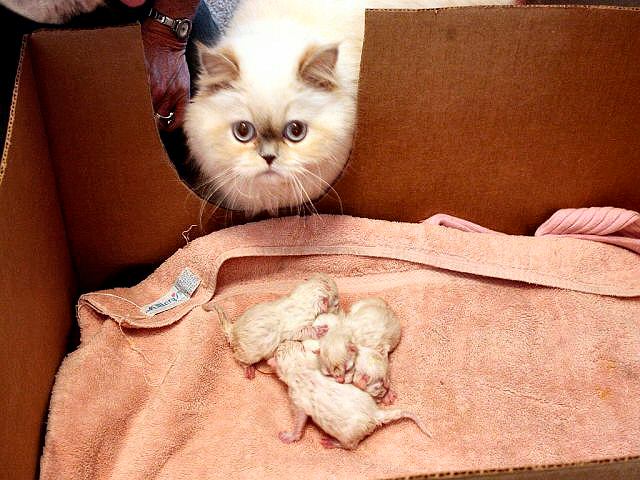 4babies1day.jpg (122K)