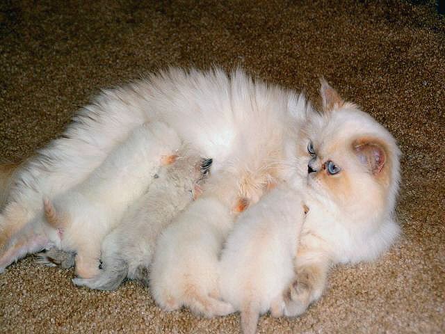 Snowball nursing her 4 babies