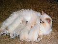 Snowball Nursing her 4 babies