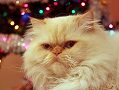 Lakota is a Himalayan Flame Point