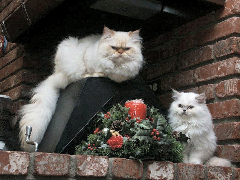 Lakota & Snowball