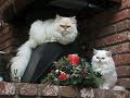 Lakota Flame and Snowball