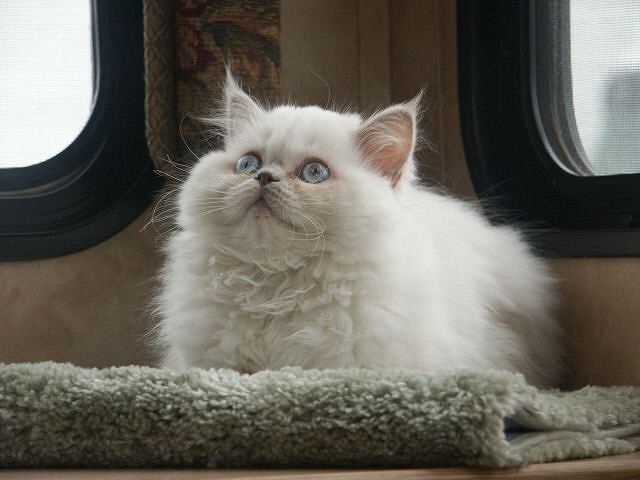 Snowball.jpg (95K)