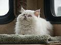 Snowball is a papered Himalayan Lilac Cream Point