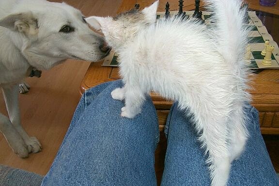 DOG!!!!!