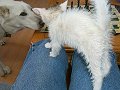 DOG!!!!!