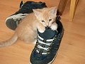 Kitten and tennis shoes