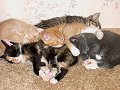 Pileup!