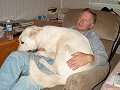 Lap dog?