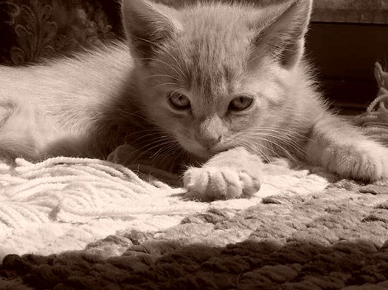 Kitten in B/W