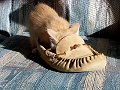 Typical Kitten