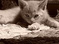 Kitten in B/W
