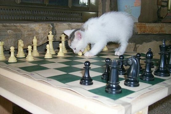 Pawn to....Chess Cat