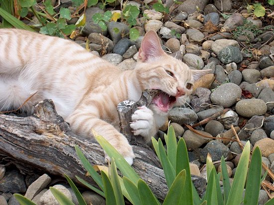 Cutting teeth