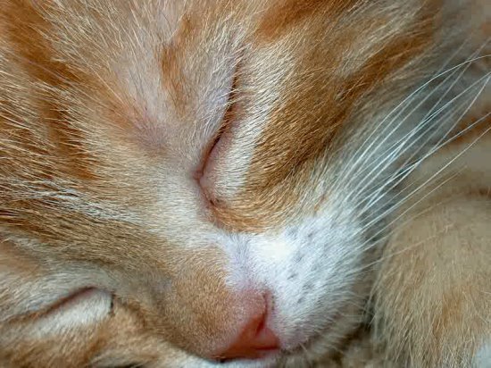 Closeup of kitten sleeping