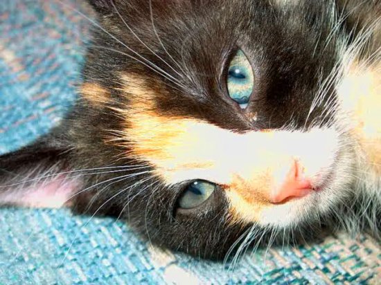 Calico Eyes