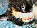 Calico Eyes