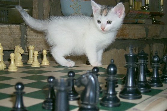 Is it my move?