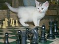 Is it my move?