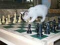 Pawn to....Chess Cat
