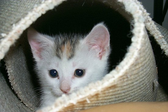 Peek-A-Boo?