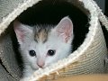 Peek-A-Boo