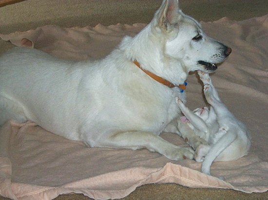 Hey Dog, I'm down here