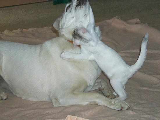 I'm talking to YOU Dog