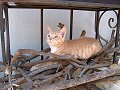 Fireplace Cat