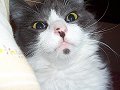 Curious Cat