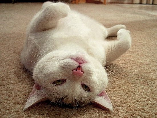 Snowball