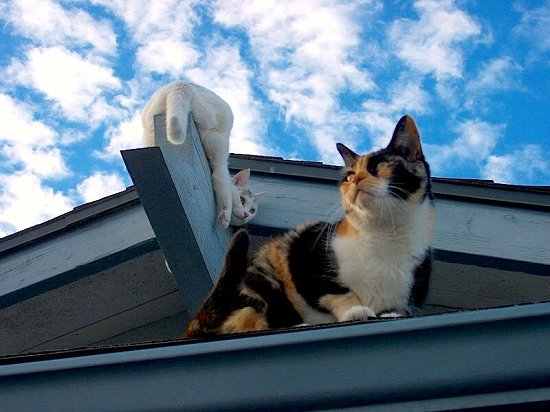 Snowball and Misti on the Roof