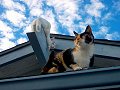 4-03-02 Snowball and Misti on the Roof